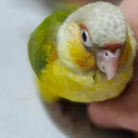 گمشده پرنده