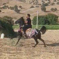 اسب مشکی کره جاوید