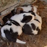 دو‌عدت‌سگ‌‌خراسانی‌قیمت‌۶‌ملیون‌تومان