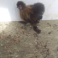 خروس تزیینی