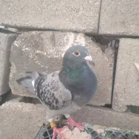 دو عدد کبوتر نر و ماده