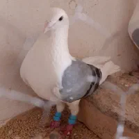 گراف ماده ذات درست|پرنده|تربت جام, معدآباد|دیوار