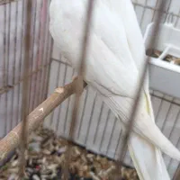 یک نر عروس هلندی