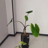 گل بابا آدم