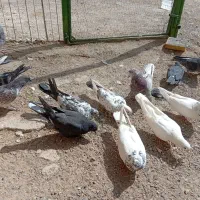 کبوتر پرشی
