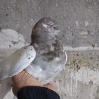 فروش کبوتر|پرنده|میانه, |دیوار