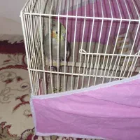 عروس هلندی ماده