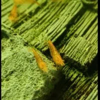 میگو رد چری ،ماهی|ماهی|سنندج, |دیوار