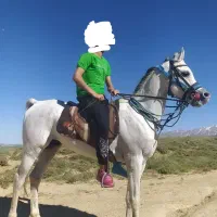 اسب عرب زیبا
