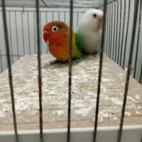 کوتوله برزیلی