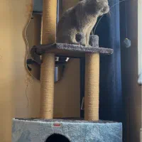 اسکرچر گربه|لوازم جانبی حیوانات|مشهد, آبکوه|دیوار