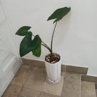 بابا آدام بهمراه گلدان