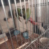 دو جفت گرینچیک اناناسی نرمال|پرنده|شهرضا, |دیوار