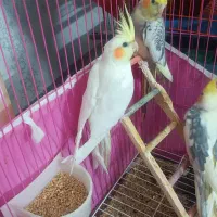 سه عدد عروس هلندی دو و نیم ماهه|پرنده|ابهر, |دیوار