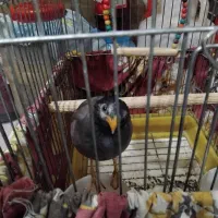 مرغ مینا نر شاه تخم|پرنده|تهران, مینابی|دیوار