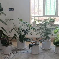 توستر سیجوال و گل|اجاق گاز و لوازم برقی پختوپز|طرقبه, |دیوار