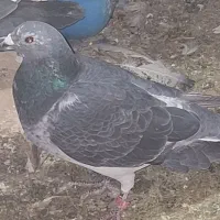 کفتر معاوضه با ماده|پرنده|مشکین‌دشت, |دیوار