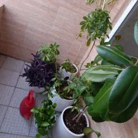 گل طبیعی فوری فروش به علت جا به جایی