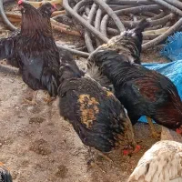 فروش خروس سه تاسیاه دوتاقرمزیکجابفروش میرسد