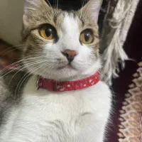 گربه ماده با یک بچه رایگان