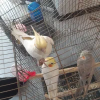 جفت مولد همراه با یک جوجه|پرنده|باقرشهر, |دیوار