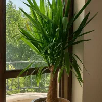 گلدان گل یوکا و گل سنبل