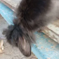خرگوش نژاد دار