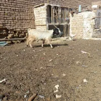 سلام دوستان دوراس بز سه ماه اوست|حیوانات مزرعه|رشتخوار, |دیوار