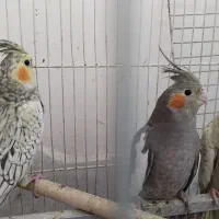 فروش عروس هلندی