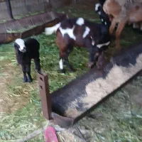 فروش بره کولار