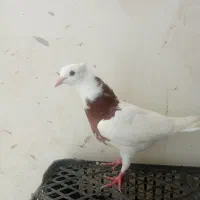 کفتر جوجه طوقی نر پرشی