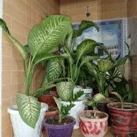 گل دیفن خوشکل وشاداب|گل و گیاه طبیعی|فیروزآباد (فارس), |دیوار