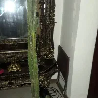 گل وگیاه اپارتمانی افوربیا