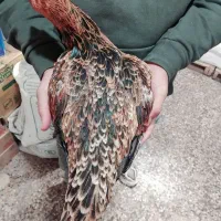 مرغ و خروس لاری|حیوانات مزرعه|قیدار, |دیوار