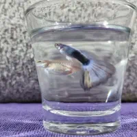 ماهی گوپی کلکسیونی خاص (مولد)|ماهی|گرگان, |دیوار