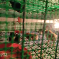 جوجه امپراطور|حیوانات مزرعه|فریدونکنار, |دیوار