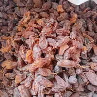 مویز ریشع بابا