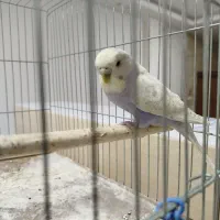 مرغ عشق|پرنده|فرخشهر, |دیوار