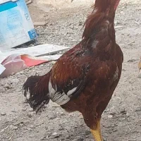 خروس لاری اصل مرغ سلطان