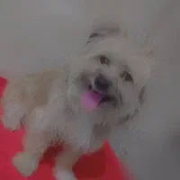 سگ معاوضه دارم با کبوتر خوب خوشونه گرده دار|سگ|خرم‌آباد, |دیوار