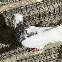 طوقی|پرنده|همدان, |دیوار