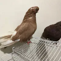 یه جفت نوک قنار نروماده