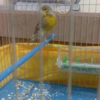 قناری ماده سبز و عروس هلندی سخنگو|پرنده|نهاوند, |دیوار