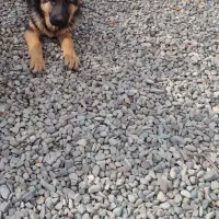 سگ ژرمن شپر