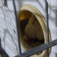 جوجه عروس هلندی|پرنده|ابهر, |دیوار