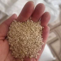 فروش خرده برنج کامفیروز اصل|خوردنی و آشامیدنی|شیراز, شهرک مدرس|دیوار
