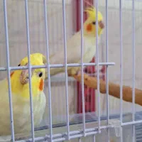 پرنده ها فروشی ب علت جمع کردن|پرنده|سراوان, |دیوار