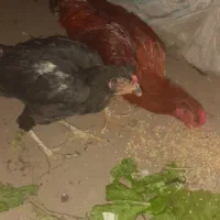 مرغ خروس لاری تخم کن