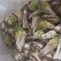 کنگر درجه یک یه دست