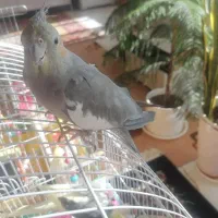 عروس هلندی ماده بسیار زیبا و سرحال آماده جفت|پرنده|صحنه, |دیوار